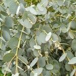 Eucalyptus gunnii Folha