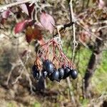 Viburnum rufidulumFrutto