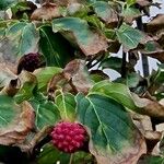 Cornus kousa Leaf