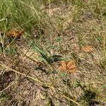 Mimosa quadrivalvis Leaf