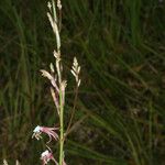 Oenothera filipes