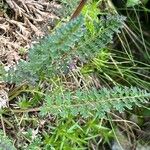 Pedicularis rostratocapitata ᱥᱟᱠᱟᱢ