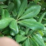 Pittosporum heterophyllum 葉