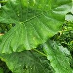 Alocasia macrorrhizos برگ