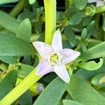 Sesuvium portulacastrum फूल
