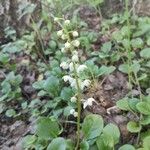 Pyrola rotundifolia Blodyn