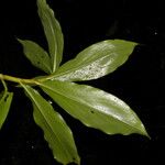 Costus scaber Hostoa