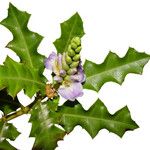 Acanthus ilicifolius Vivejo