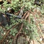 Pelargonium abrotanifolium Escorça