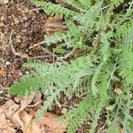 Achillea clypeolata Folha