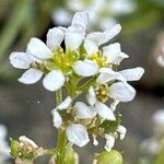 Cochlearia officinalisFlower