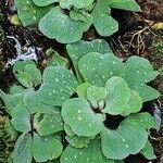 Pistia stratiotes Leaf