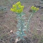 Euphorbia rigida 整株植物