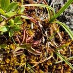 Pinguicula alpinaLeaf