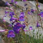 Penstemon azureus 整株植物