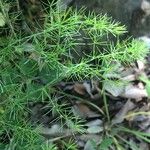 Asparagus tenuifolius Лист