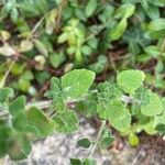 Clinopodium nepeta Folha