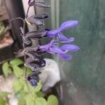 Salvia guaranitica花