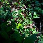 Pulmonaria rubra Blad