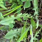 Leontodon tuberosus Hoja