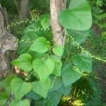 Cocculus carolinus Blad