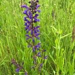 Salvia pratensis Flower