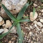 Prospero obtusifolium Leaf