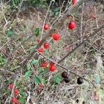 Cotoneaster simonsii Hedelmä