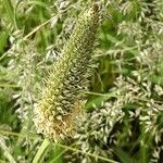 Phleum pratense Flower