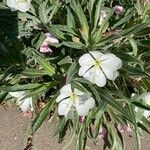 Eulobus californicus Flower