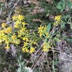 Solidago virgaureaÕis