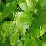 Tilia dasystyla List