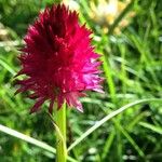 Gymnadenia nigra Flower