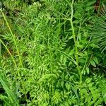 Cardamine impatiens Habitat