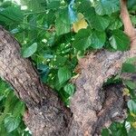 Morus alba Corteza