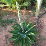 Agave sisalana Rusca