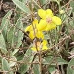 Verbascum spinosum