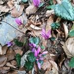 Cyclamen purpurascens फूल