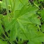 Malva alcea Blad