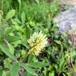Trifolium pannonicum Blüte