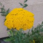 Achillea filipendulinaBloem