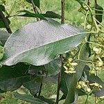 Euonymus carnosus Leaf