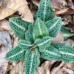 Goodyera pubescens Blatt