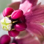 Asclepias californica Квітка