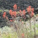 Castilleja linariifolia Habit