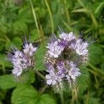 Phacelia tanacetifoliaBlüte