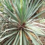 Yucca madrensis Лист