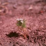 Navarretia leucocephala Habitatea