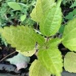 Pilea pumila برگ