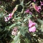 Rehmannia piasezkii 花